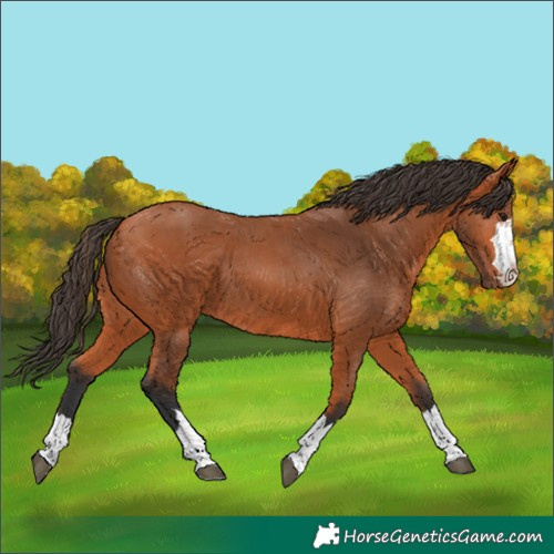 Horse Color:Bay 