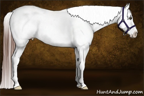 Horse Color:White Spotted Bay Appaloosa 