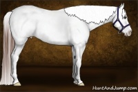 Horse Color:White Spotted Bay Appaloosa