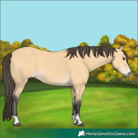 Horse Color:Buckskin 