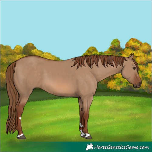 Horse Color:Red Dun 