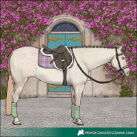 Horse Color:Perlino Roan Dun 