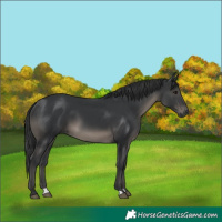 Horse Color:Black 