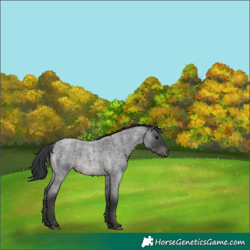 Horse Color:Blue Roan 
