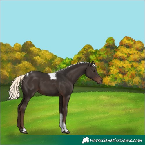 Horse Color:Liver Chestnut Mushroom Tobiano Rabicano 