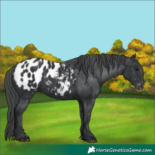 Horse Color:Black Appaloosa Rabicano 