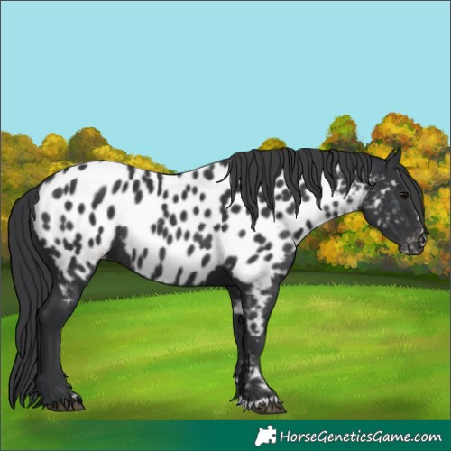 Horse Color:Black Appaloosa Rabicano 