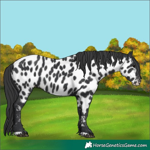 Horse Color:Black Appaloosa Rabicano 