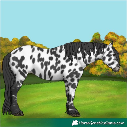 Horse Color:Black Appaloosa Rabicano