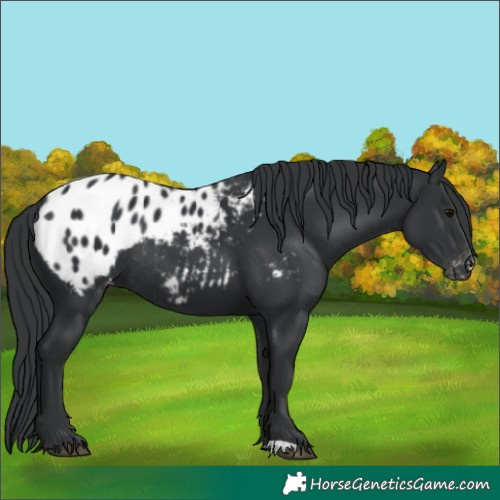 Horse Color:Black Appaloosa Rabicano 