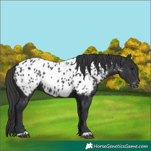 Horse Color:Black Appaloosa Rabicano 