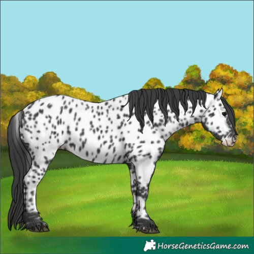 Horse Color:Black Appaloosa Rabicano 