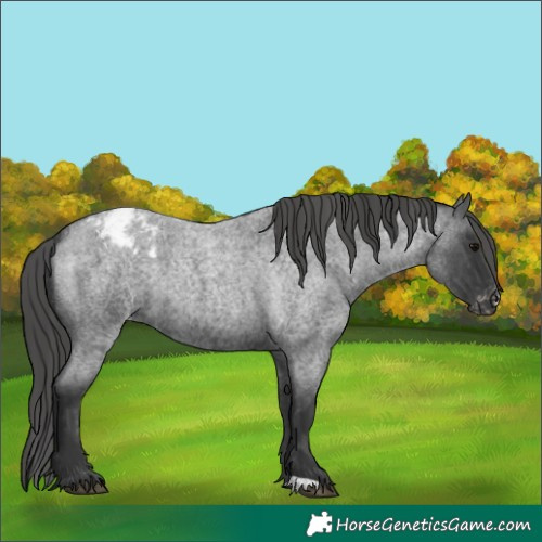 Horse Color:Blue Roan Appaloosa Rabicano 