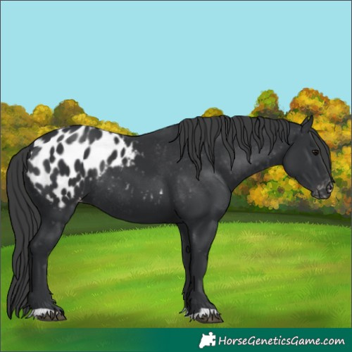 Horse Color:Black Appaloosa Rabicano 
