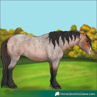 Horse Color:Bay Roan Splash 