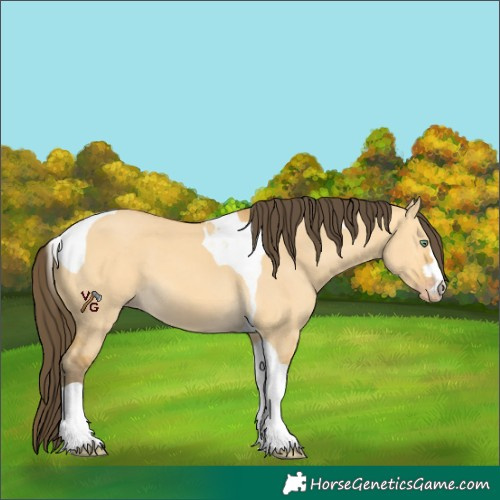 Horse Color:Amber Cream Champagne Dun Tobiano 