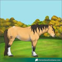 Horse Color:Buckskin Dun Tobiano 