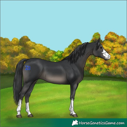 Horse Color:Black 