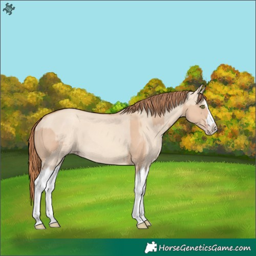 Horse Color:Gold Champagne Dun Splash and Gold Champagne Dun Splash