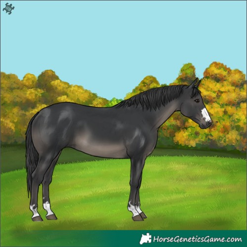 Horse Color:Black 