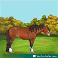 Horse Color:Bay 