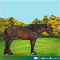 Horse Color:Brown