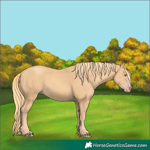 Horse Color:Gold Champagne 