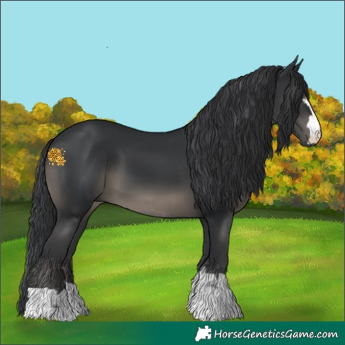 Horse Color:Black 
