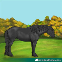 Horse Color:Black 