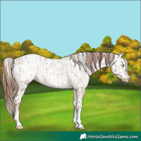 Horse Color:Amber Champagne Dun Sabino Tobiano Appaloosa  and White Spotted Amber Champagne Dun Sabino Appaloosa 