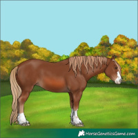 Horse Color:Chestnut 