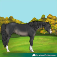 Horse Color:Black 