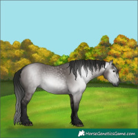Horse Color:Gray Grullo 
