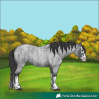 Horse Color:Blue Roan Sabino Splash  and Blue Roan Sabino Splash 