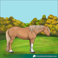 Horse Color:Chestnut Tobiano 