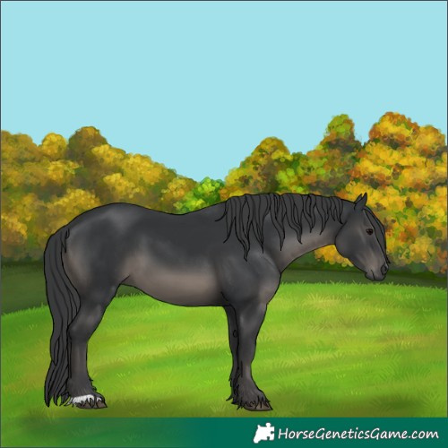 Horse Color:Black 