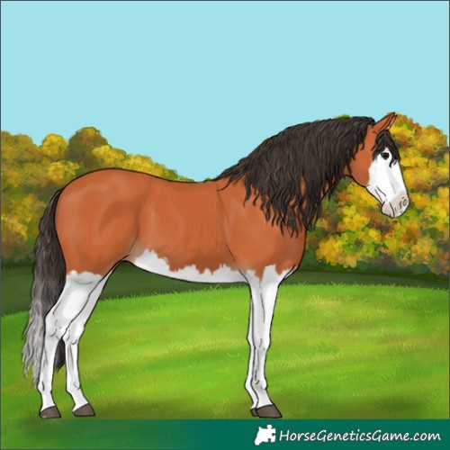 Horse Color:Bay Splash 