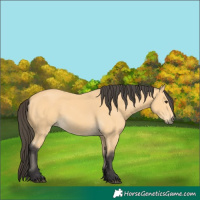 Horse Color:Buckskin 
