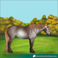 Horse Color:Gray Chestnut 