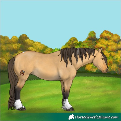 Horse Color:Buckskin Dun Tobiano 