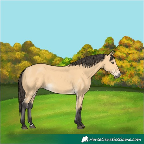 Horse Color:Buckskin