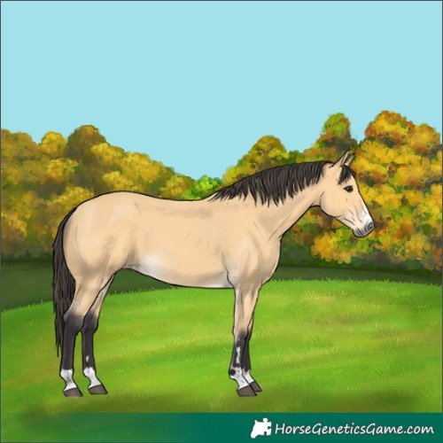 Horse Color:Buckskin