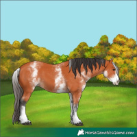 Horse Color:White Spotted Bay 