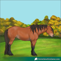 Horse Color:Bay Frame 