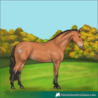 Horse Color:Bay 