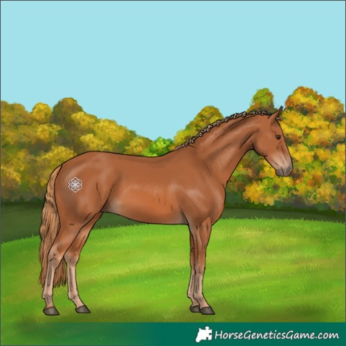 Horse Color:Chestnut 