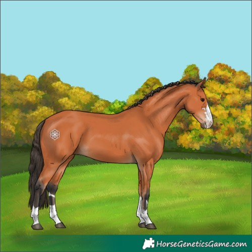 Horse Color:Bay 