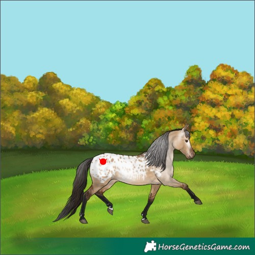 Horse Color:Gray Bay Dun Appaloosa 