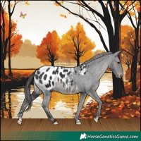 Horse Color:Black Appaloosa