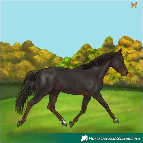 Horse Color:Liver Chestnut and Liver Chestnut